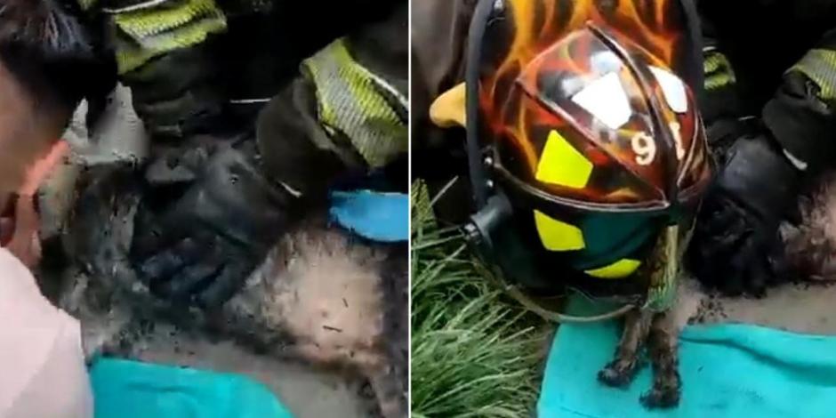 Bomberos sofocan incendio en departamento de Iztapalapa; reaniman a perrito que se intoxicó con el humo.