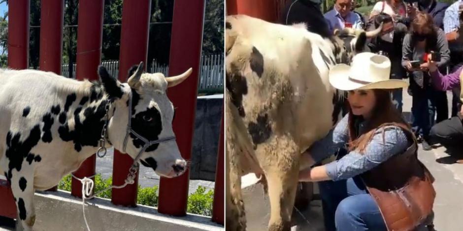 Lecheros arriban a San Lázaro con una vaca para pedir apoyo; diputada priista María del Refugio Camarena ordeña al animal.