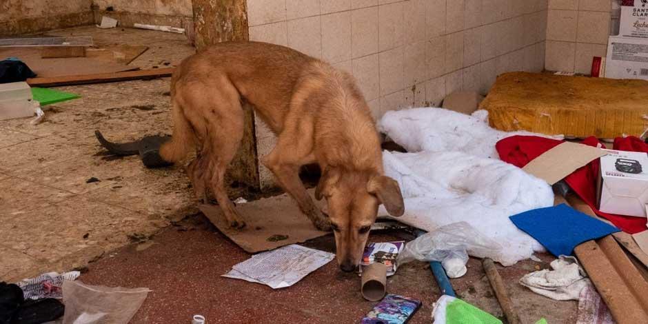 Autoridades encuentran decenas de perros maltratados en una casa de la alcaldía MH