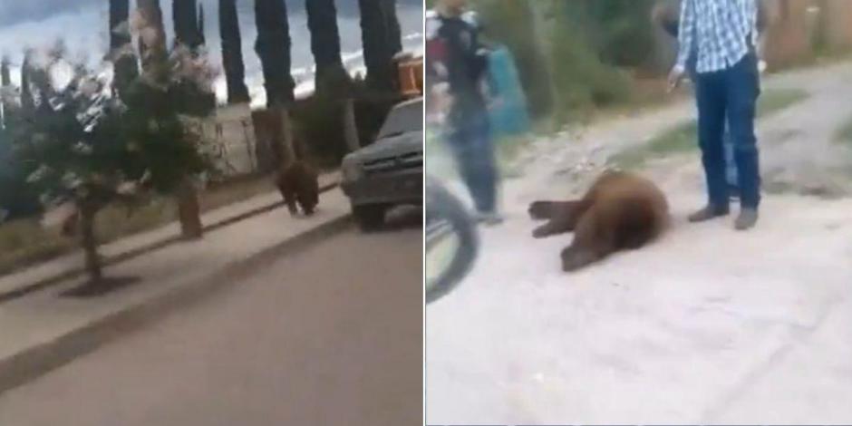 Captan a oso caminando en calles de Cumpas, Sonora; lo matan a balazos.