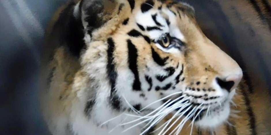 Algunos de los animales que fueron rescatados por Profepa del “santuario" Black Jaguar-White Tiger han mejorado su condición en el Zoológico de Chapultepec.