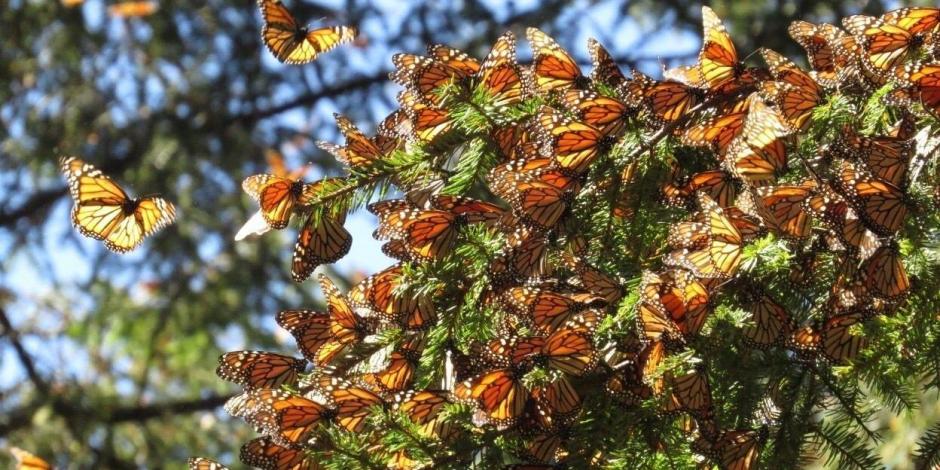 Mariposas Monarca llegaron a Michoacán y al Estado de México. 