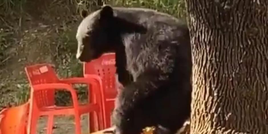 En el particular video se puede ver al oso de espaldas frotándose en un árbol ubicado en las instalaciones de la UANL.