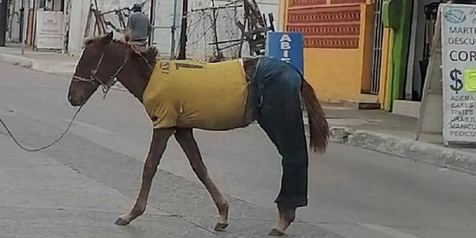 Caballo se pasea vestido con playera y pantalón de mezclilla en Tampico