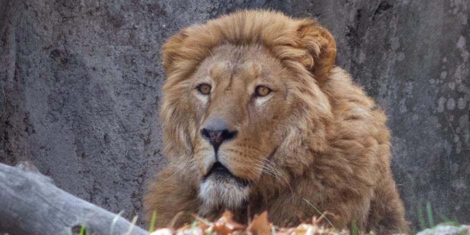 Sedema logra recuperación de 7 leones rescatados del santuario Black Jaguar-White Tiger