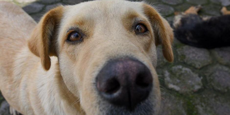 Los canes reciben la atención médico veterinaria correspondiente, una vez que son ingresados al albergue