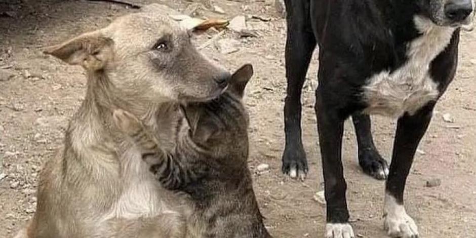 Desgarradora foto de un gato abrazando a un perro tras ser rescatados en Siria se vuelve viral
