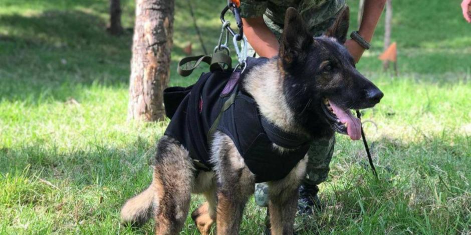Proteo, perro rescatista que formó parte del equipo de la brigada de rescate en Turquía y Siria.