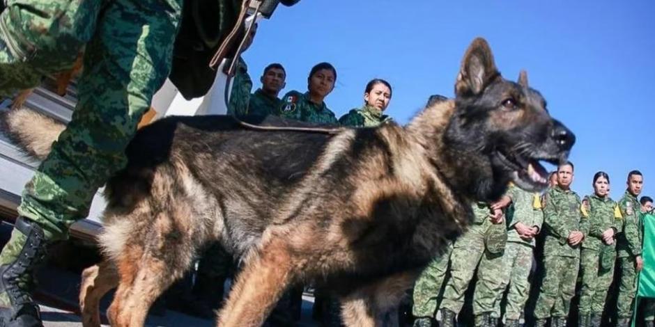 Proteo, perrito rescatista quien realizó labores de búsqueda en Turquía.