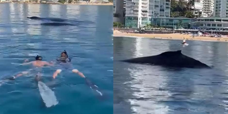 Bañistas en Acapulco, Guerrero, se encontraron con dos ballenas.