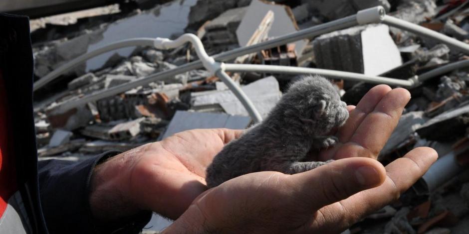 Sismo en Turquía. Un gatito de cinco días de nacido fue rescatado de los escombros de un edificio que fue demolido en la ciudad de Osmaniye