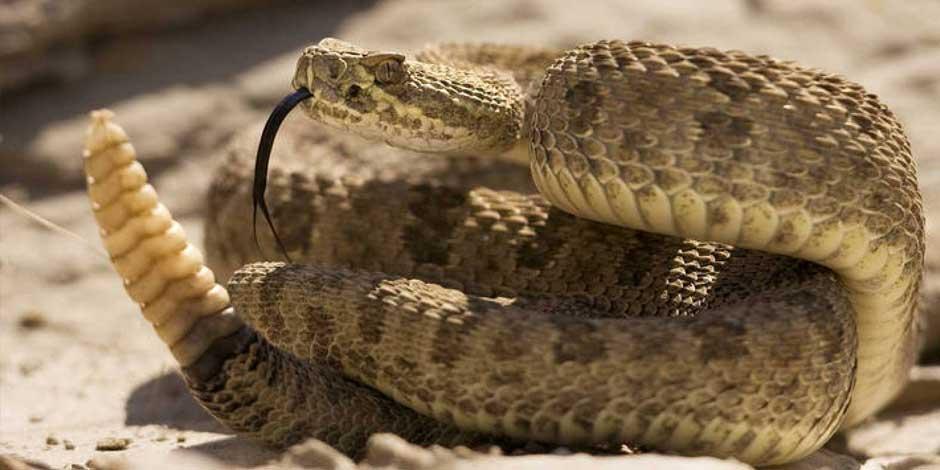 Estudio revela que las serpientes de cascabel tienen un "lado tierno"