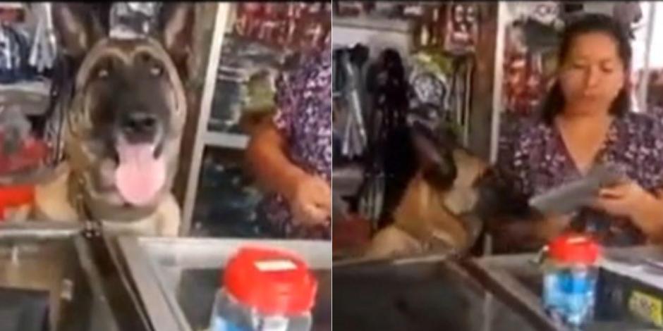 Un perrito se volvió viral por atender una ferretería.