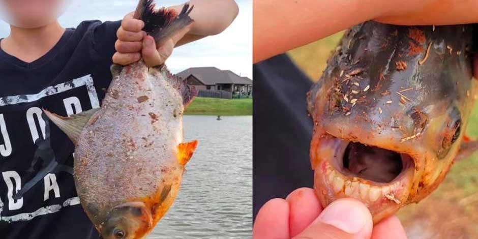 Un niño quedó impresionado al hacer un descubrimiento inusual mientras pescaba en el estanque detrás de su casa.