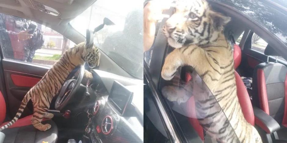Pasean a tigre de Bengala ‘bebé’ por las calles de Edomex y detienen al dueño.