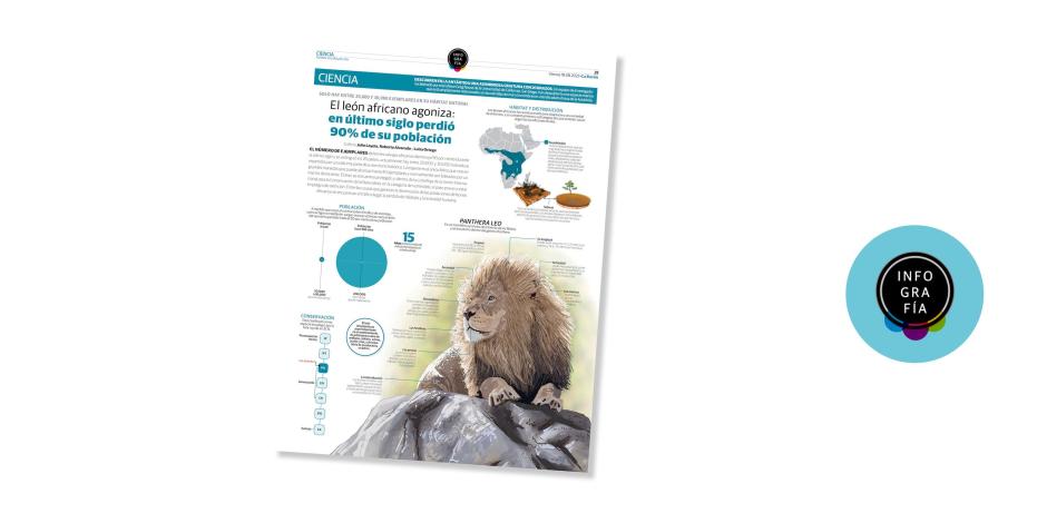 El león africano agoniza: en último siglo perdió 90% de su población