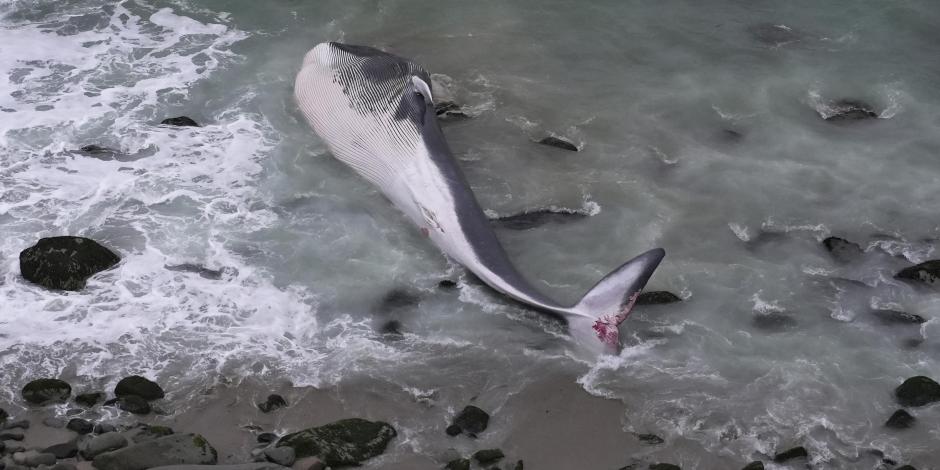 Trabajadores municipales junto a una ballena muerta en la playa de Punta Hermosa em Lima, Perú, el jueves 17 de agosto de 2023