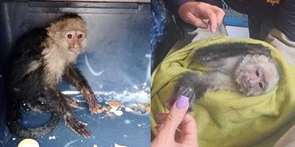 Personal de la Brigada de Vigilancia Animal de la SSC, resguardó un mono capuchino que fue hallado en calles de la alcaldía Venustiano Carranza