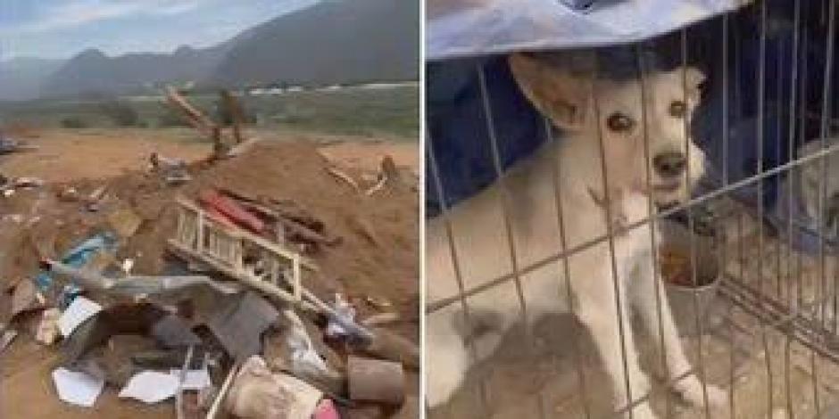 En Ensenada Baja California, una constructora destruyó un albergue de animales rescatados, pese a que dentro del lugar había perritos y gatitos refugiados; usaron maquinaria pesada para aplastar sus jaulas y asesinarlos.