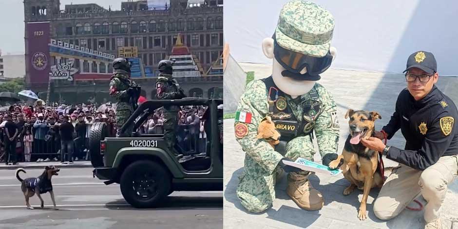 'Lomito' callejero que robó miradas durante desfile militar, ¡ya es Cadete!