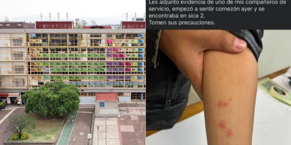 Reportan plaga de chinches en la Facultad de Química de la UNAM.