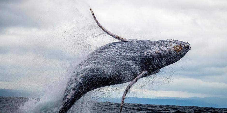 Una ballena saltando sobre el agua