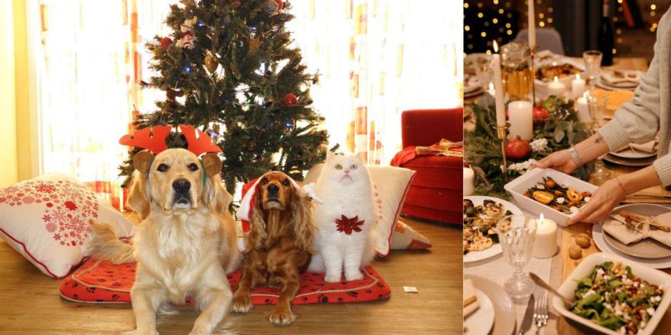 Hay alimentos navideños que debes evitar darle a tu perrito porque pueden ser muy dañinos.