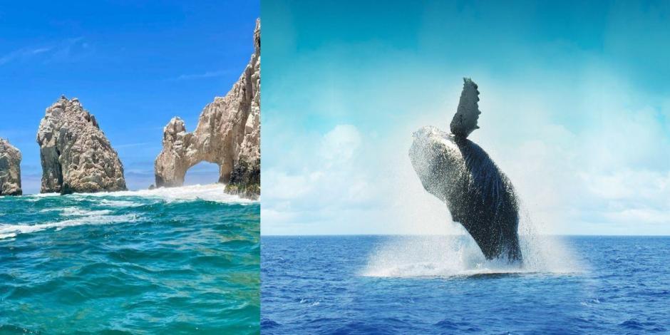 Temporada de ballenas en Los Cabos.