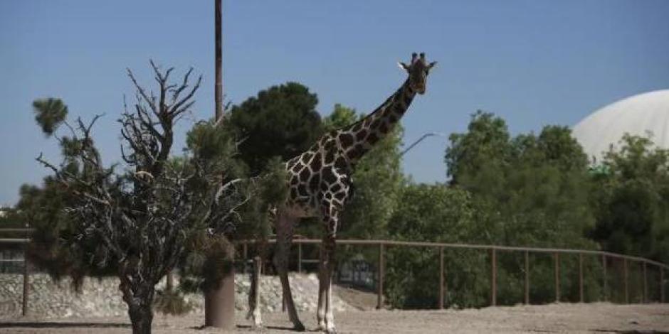 Se despiden de la jirafa "Benito" en Ciudad Juárez; alistan su traslado a Puebla