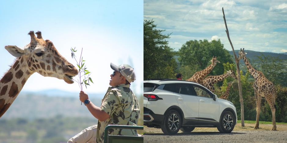 ¿Cómo es Africam Safari, el zoológico en Puebla donde trasladan a la jirafa Benito?