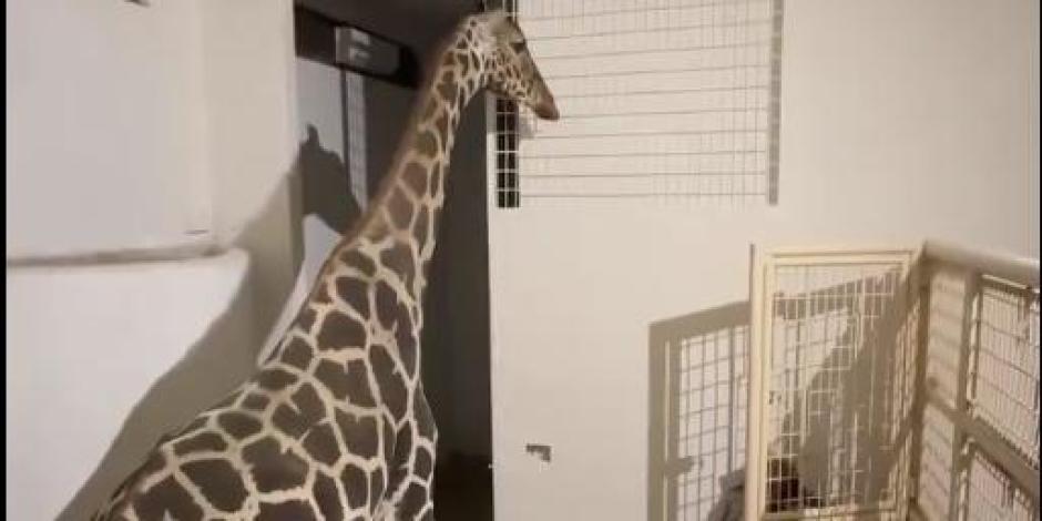 La jirafa Benito fue hospedada en una habitación especial para su cuidado, ayer.
