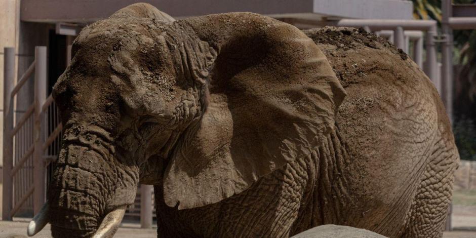 Ely es considerada la elefanta más triste del mundo.