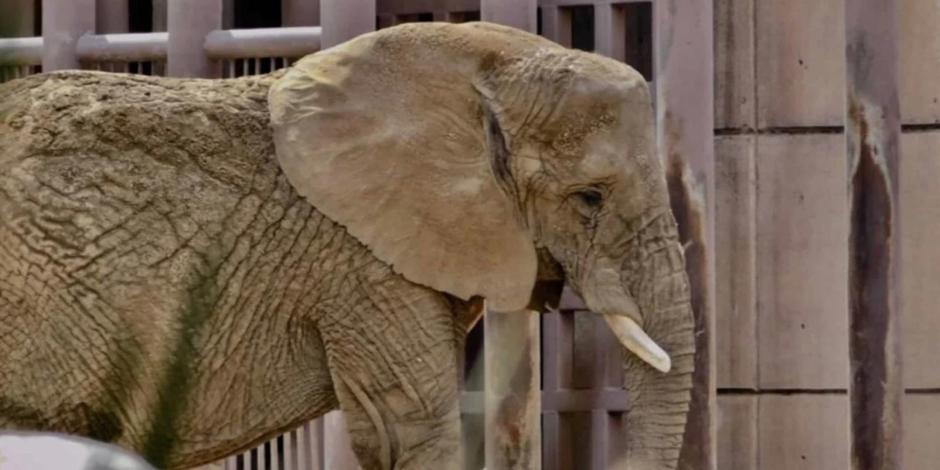 Ely, la elefanta más triste del mundo.