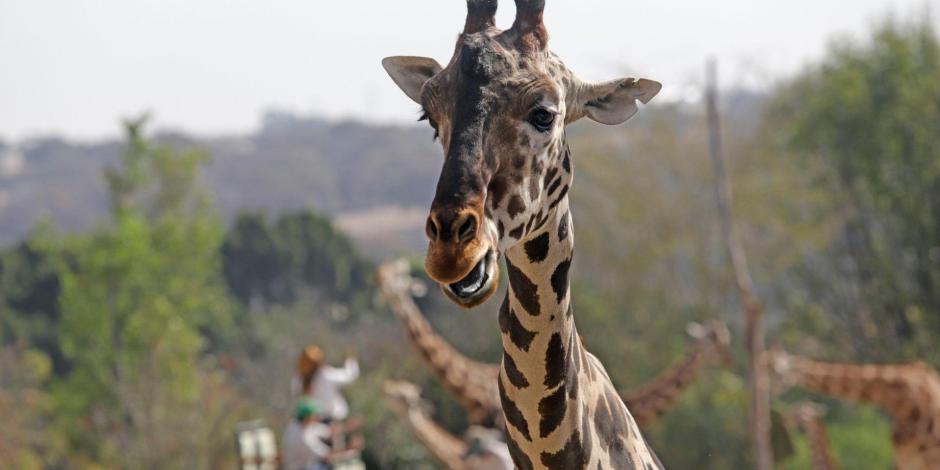 PUEBLA, PUEBLA, 27ENERO2023.- La jirafa "Benito" fue integrada con su nueva manada en Africam Safari, parque de conservación de vida silvestre, tras un periodo de observación en aislamiento.