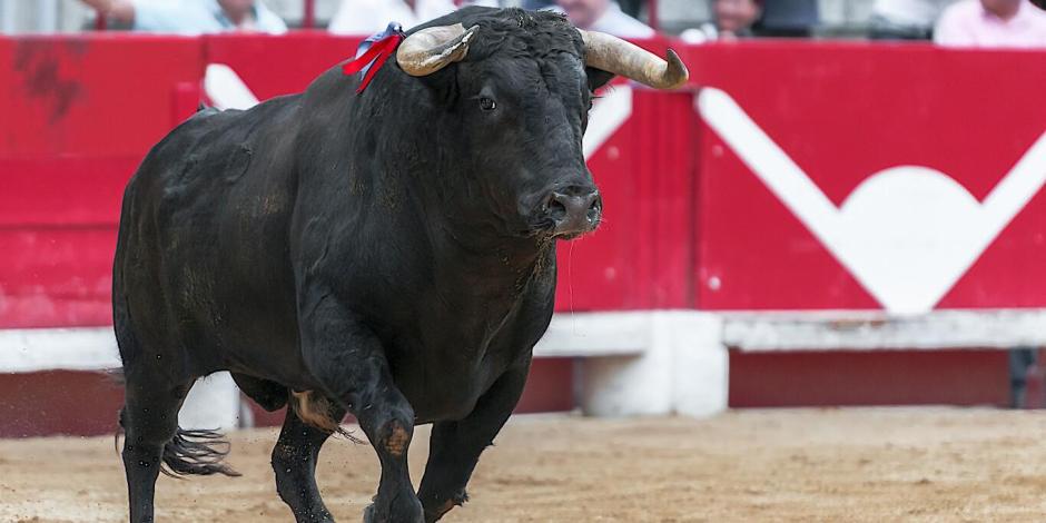 Se espera que las reformas de AMLO apoyen la prohibición de las corridas de toros en México.