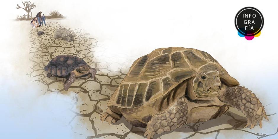 Ilustración de tortugas Mojave, especia en peligro de extinción