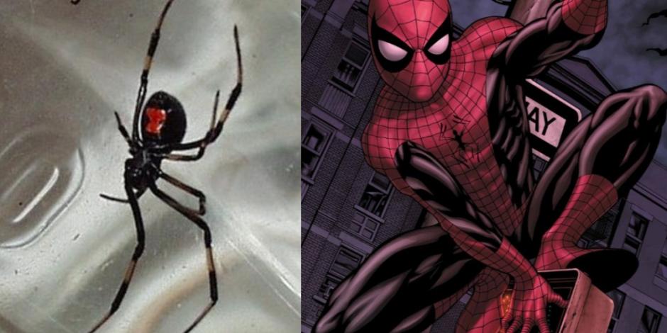 Los niños buscaban tener los poderes de Spider-man dejándose picar por la araña viuda negra