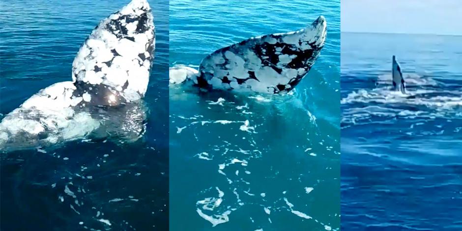 En dos meses, registran arribo de 52 ballenas en aguas de BC (VIDEO)