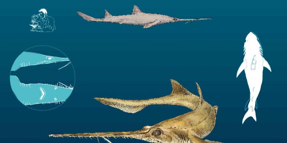 Descubren en costas de África dos raras especies de tiburón sierra