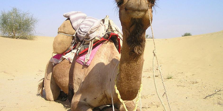 Por buscar agua, van a sacrificar a 10 mil camellos en Australia