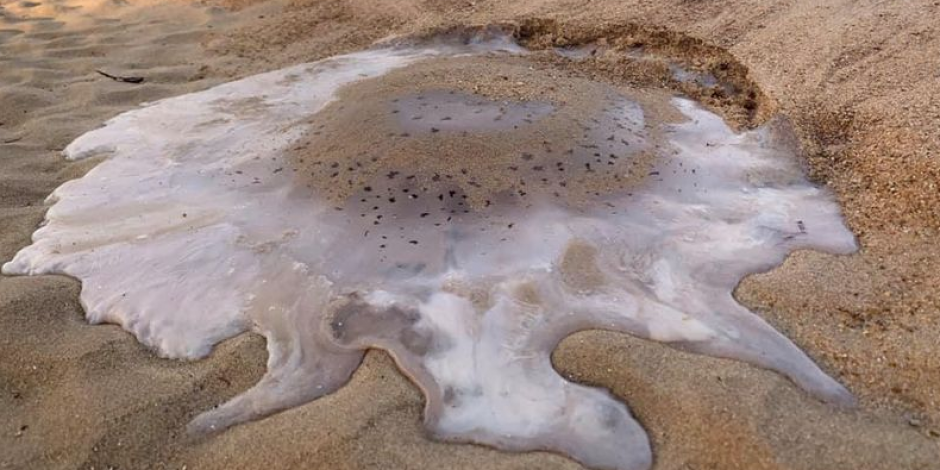 Altas temperaturas en Australia “derriten” medusas en la playa
