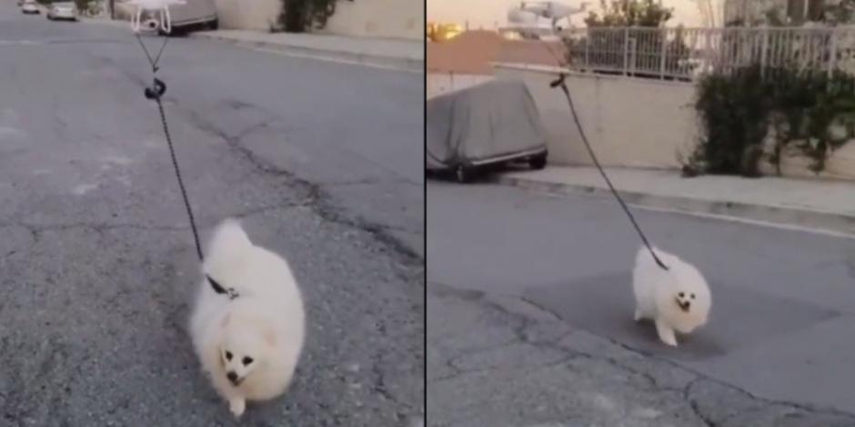 Sacan a pasear a perrito con un dron para evitar COVID-19 (VIDEO)