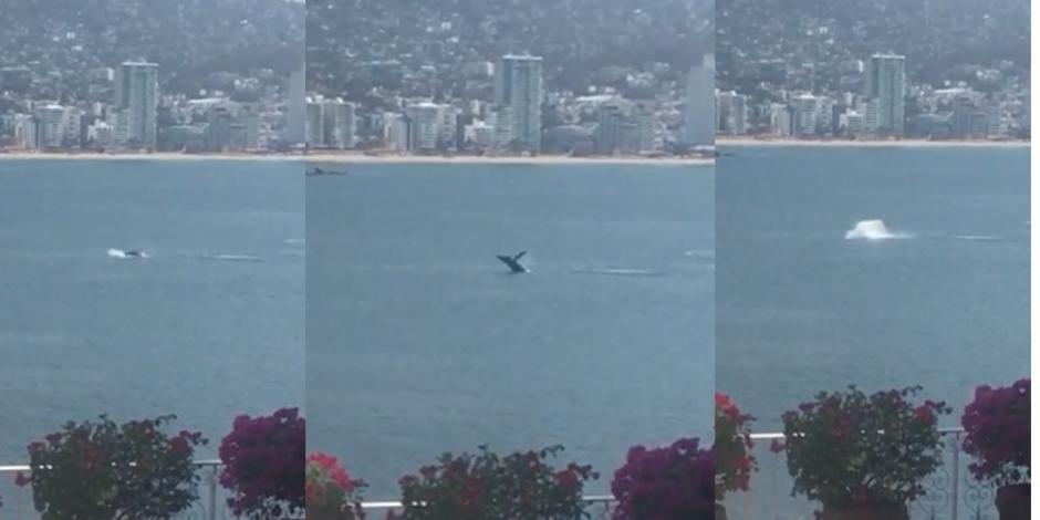 Captan a ballena en playa sin lanchas en Acapulco (VIDEO)