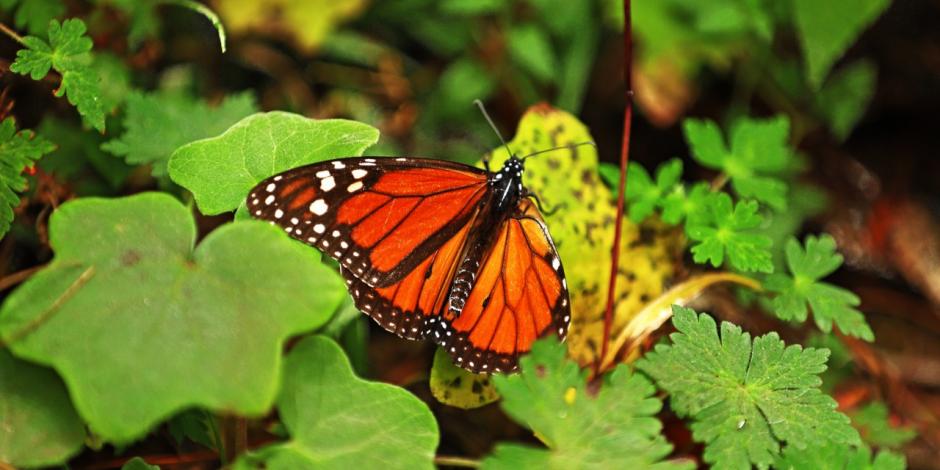 Mariposas Monarca emprenden vuelo de vuelta a EU