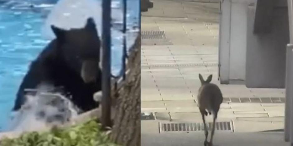 Animales siguen adueñándose de las calles: ahora captan a osos y canguros (VIDEO)