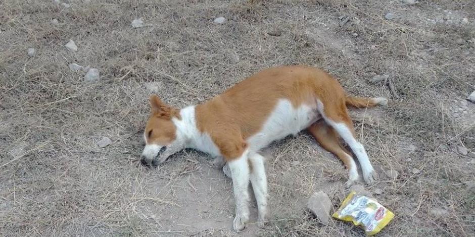 Denuncian envenenamiento masivo de perros y gatos en Chiapas