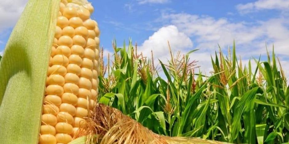 Balanza agroalimentaria crece 19.64% en enero