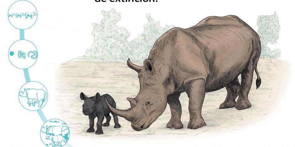 Nace en zoológico rinoceronte negro, especie en peligro de extinción