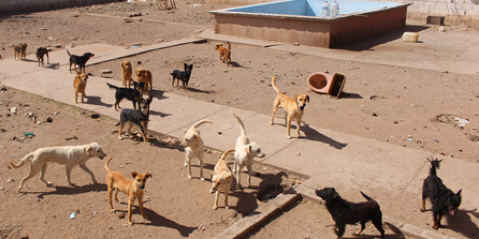Hallan rastro de perros en Chihuahua; había cuchillos y restos de canes (VIDEO)