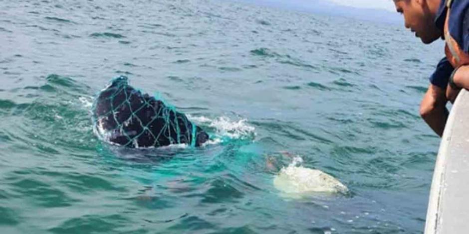 Rescatan en BC a ballena atrapada en red de pesca